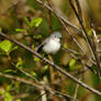 Blue-gray Gnatcatcher, 1