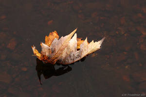 Autumn floats by