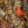 Cardinal in the sun