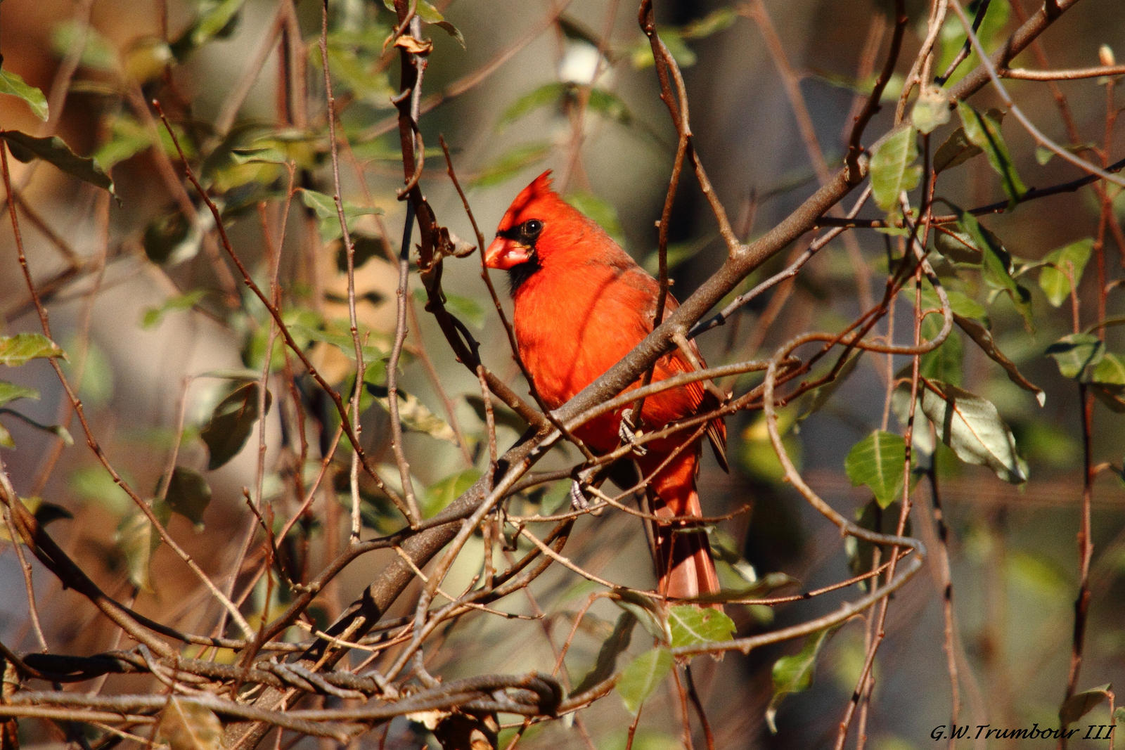 Cardinal in the sun by natureguy on DeviantArt