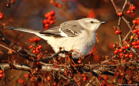 Sunday morning Mockingbird