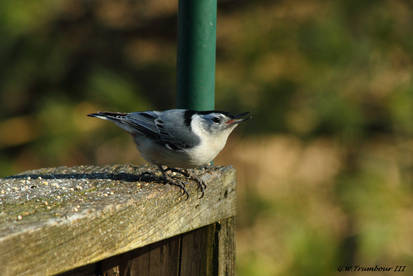 Nuthatch Feb 2020