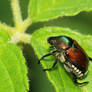 Beetle in my Garden