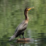 Pond visitor