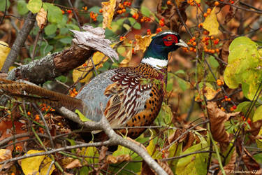 Ringneck Pheasant male by natureguy