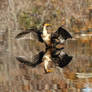 Drying up those feathers