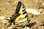 River bank Swallowtail Buttery Fly by natureguy