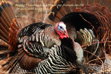 2023 Thanksgiving greeting