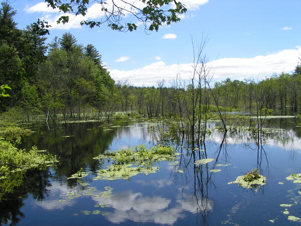 beaver pond