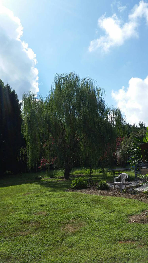Willow Tree by OddGarfield on DeviantArt