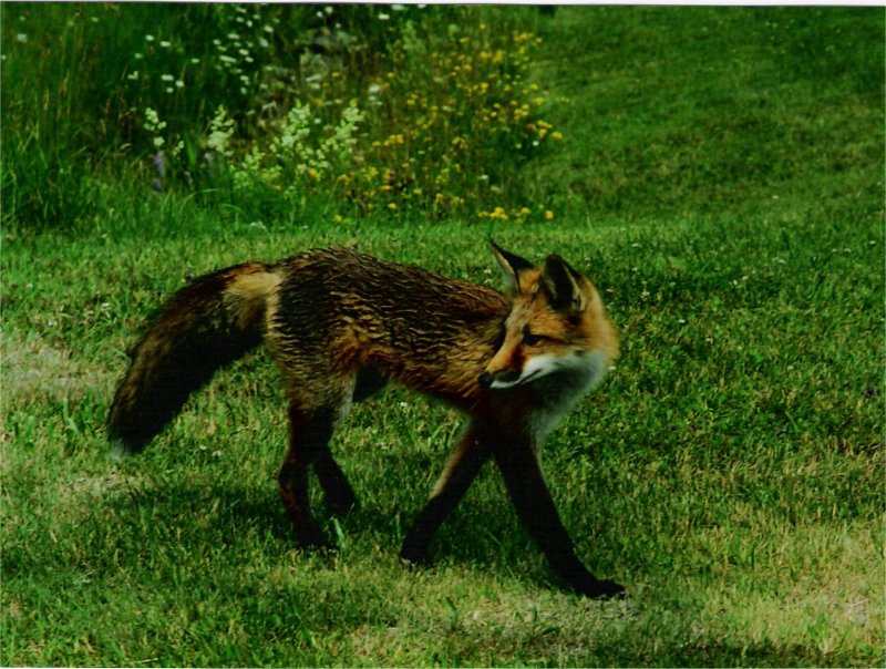 le fox