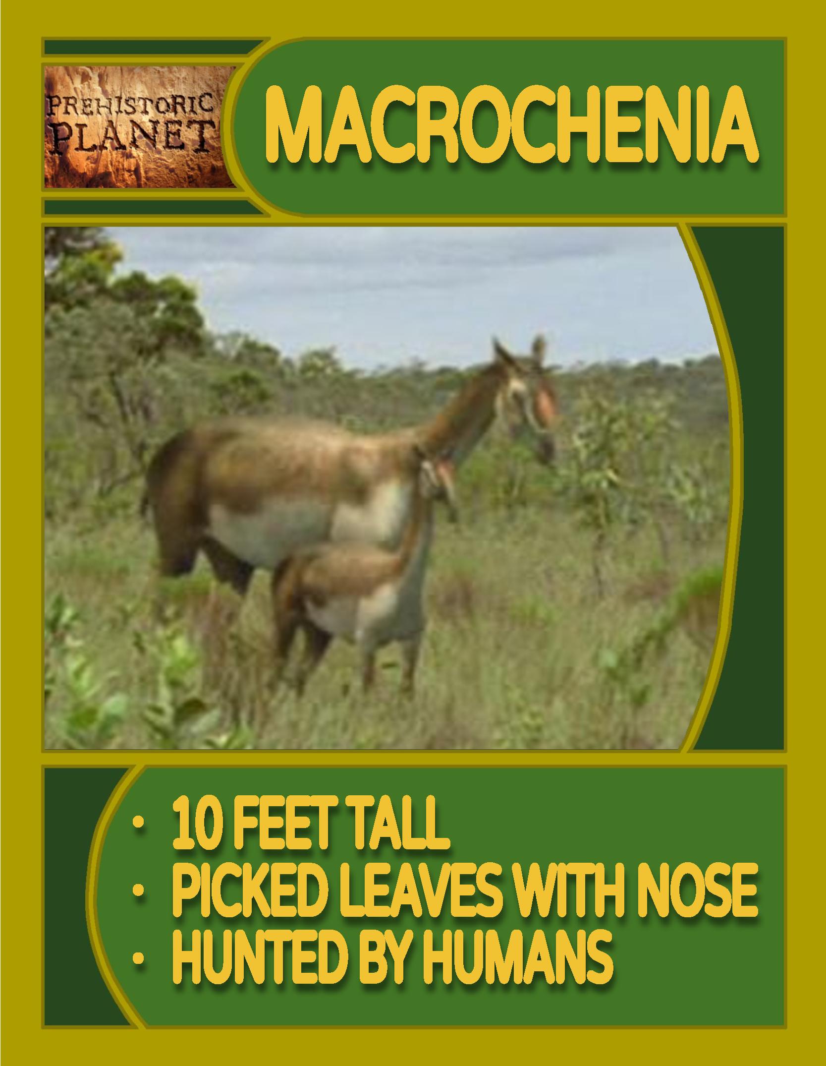Prehistoric Planet 2002 Macrochenia Card By JAM MAN1998 On DeviantArt prehistoric-planet-2002-macrochenia-card-by-jam-man1998-on-deviantart