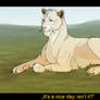 C: Lioness