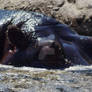 Hippopotamus Spy