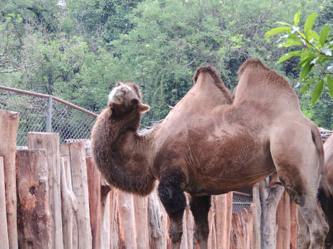 Photogenic Camel