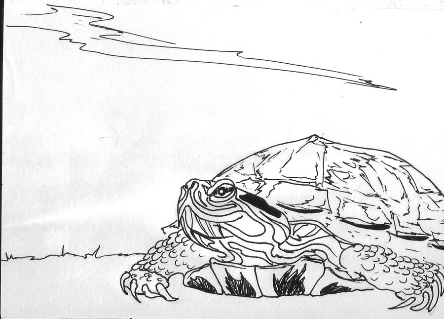 Inktober Day 13 - Turtle!