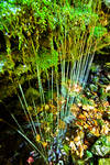 Mossy Falls by M-Lewis