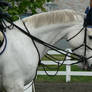 Stock-Gray Horse portrait