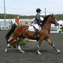 Stock-Bay Sabino Canter