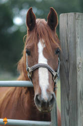 The Saddlebred