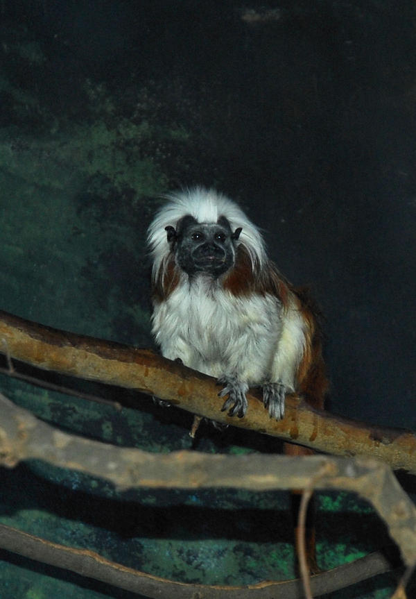 Spider Monkey 1 by a-shez on DeviantArt