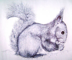 ballpoint squirrel by SwarzezTier