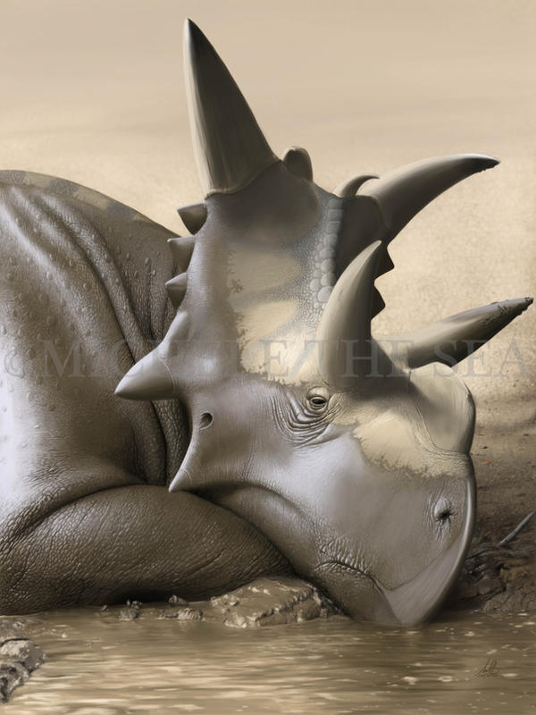 UP CLOSE (XENOCERATOPS FOREMOSTENSIS)