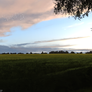 Grass fields at sunset study