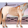 Thorian Stock Horse Export | E24