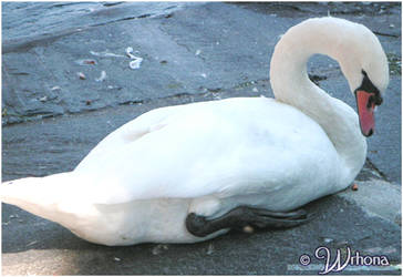 Swan's beauty...