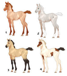 Cutie foal Adopts!