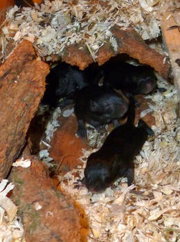 Gerbil babies 1