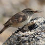 Rock Wren