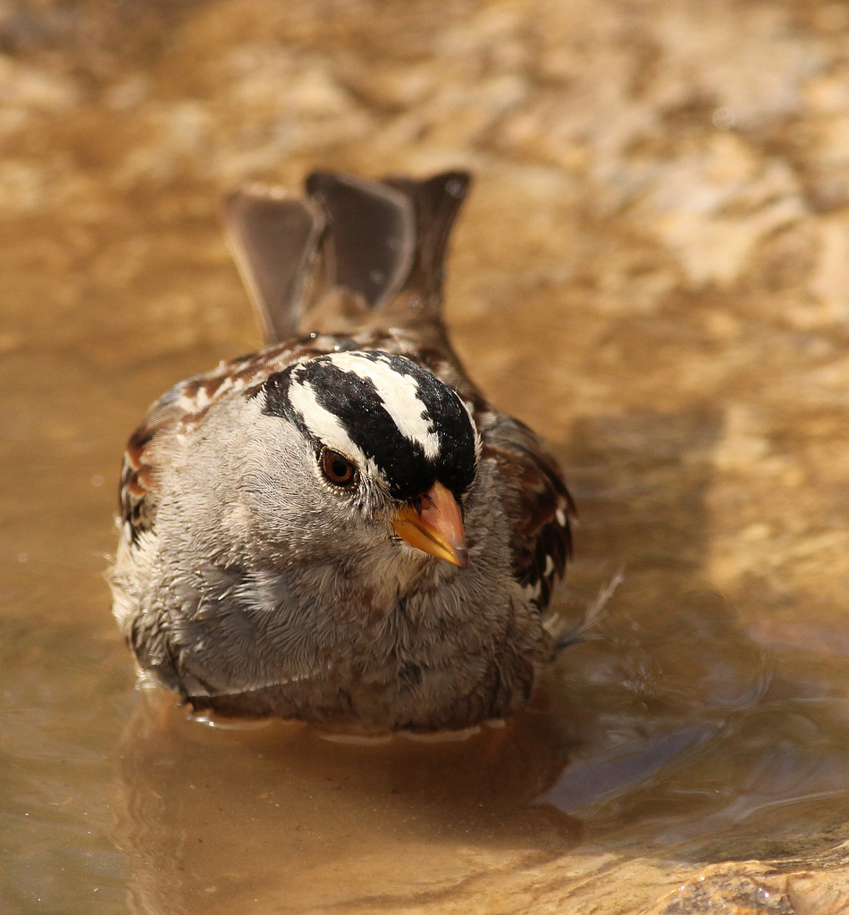 White-crowned Sparrow