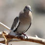 White-winged Dove