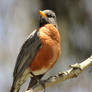 American Robin