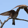 Northern Rough-winged Swallows