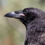 Young Common Raven
