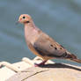 Mourning Dove