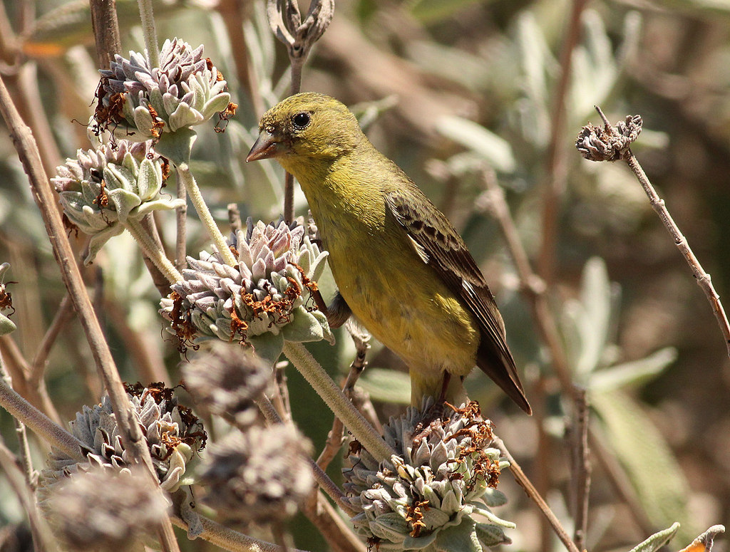 Lesser American Goldfinch Lady