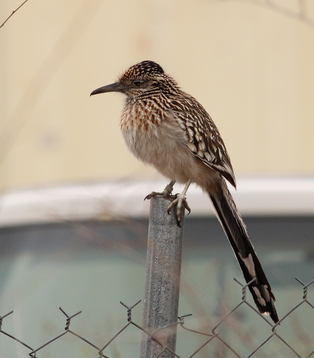 Just an overlarge sparrow on a fence