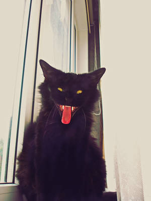Meow by spanjebob89 Meow by spanjebob89