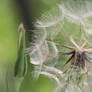 Taraxacum