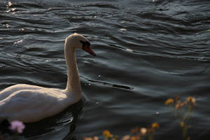 Swan (river neckar)