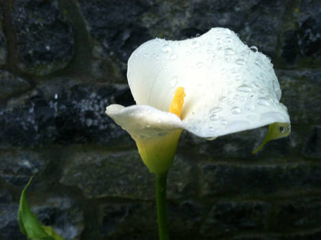 Calla Lily