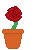 Rose (Red)