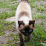 Siamese Cat 3