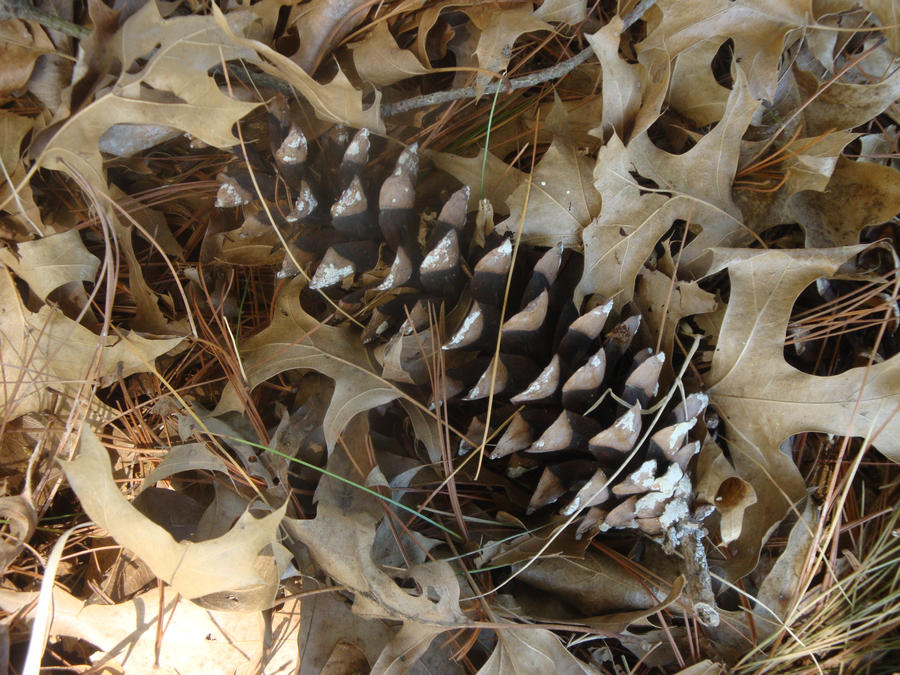 The Pine Cone