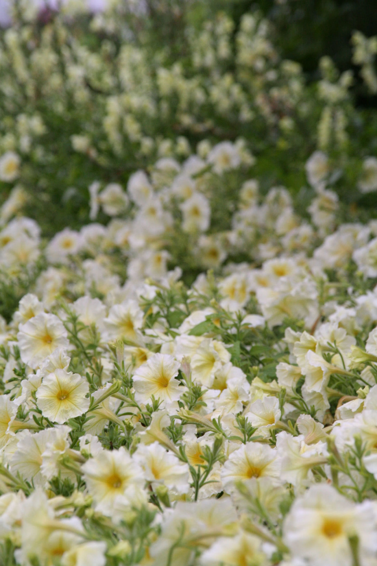 Tapis de fleurs