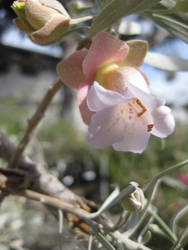 Eremophila platycalyx